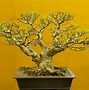 Bonsai Beringin Lokal Terbaik