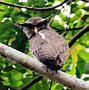 Makanan Anak Burung Hantu Celepuk